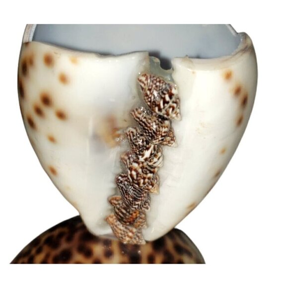 Vintage Cowrie Shell Toothpick Holder Beach House Decor Souviner Collectible - Picture 3 of 9